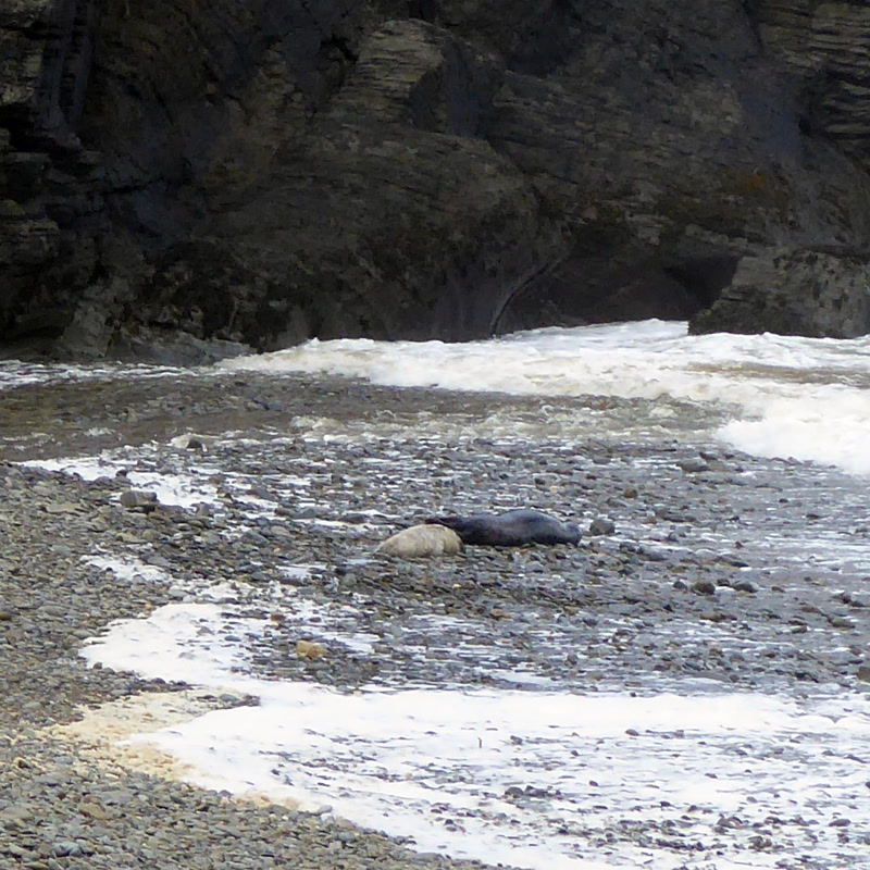 Seals on the Cardigan Bay coast